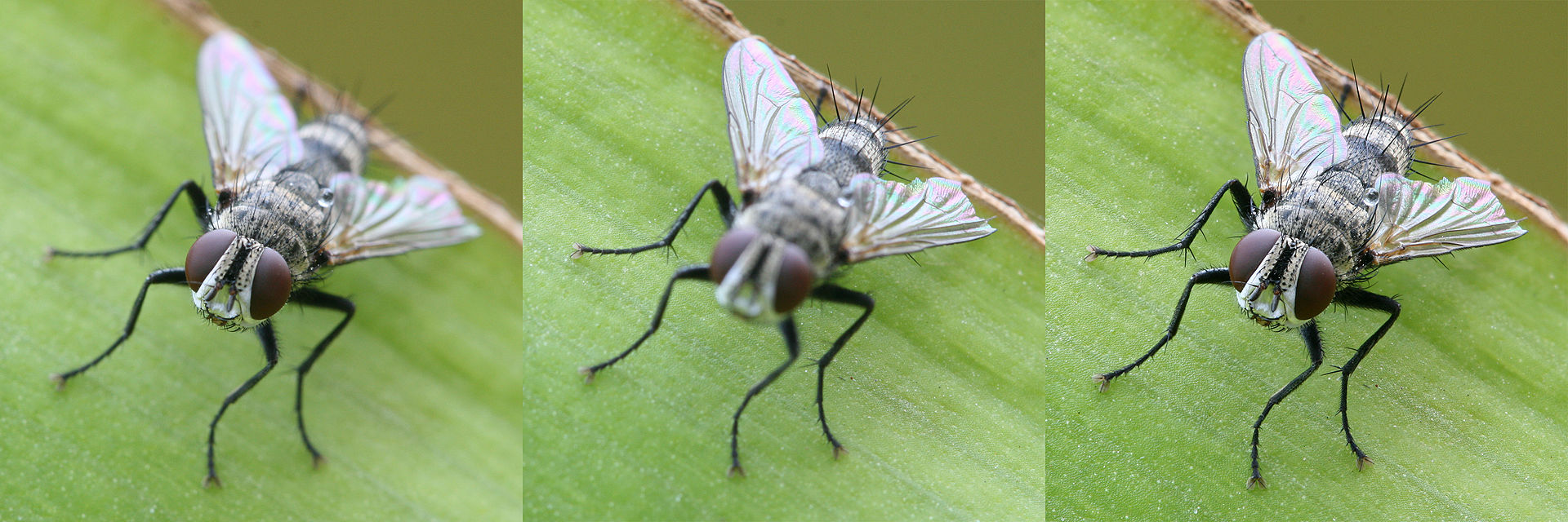 Fly shot under different Depth of Field settings