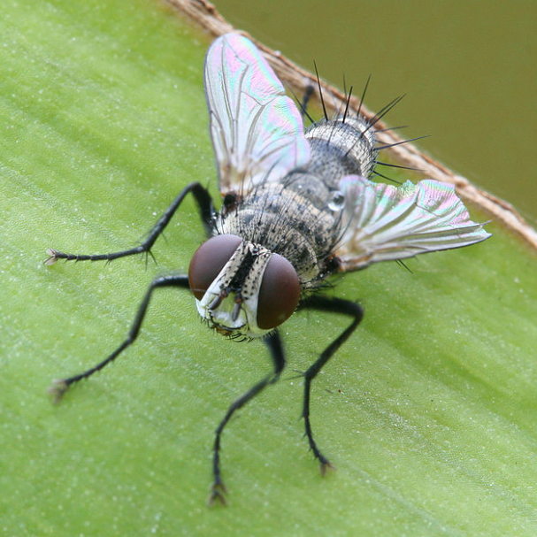 Merged fly